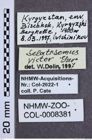 Etiketten zu Selatosomus victor (Gurjeva, 1982) (NHMW-ZOO-COL-0008381)